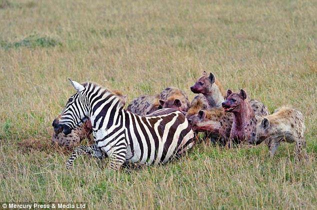 Birden bire 20 srtlann arasnda kalan zavall zebra kaamaynca a srtlanlara yem oldu...