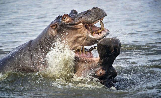 lmcl bir delloya giren bu suaygrlarndan gen olan kavgay kazanyor ve zaferini ilan ediyor.