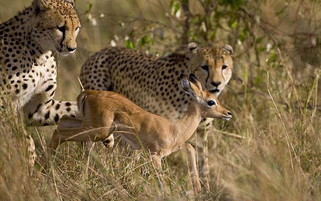 mpalann bu sra d davran karsnda  leopar da ilgin bir tavr taknarak normalde ldrmesi gereken hayvanla oyun oynuyor...