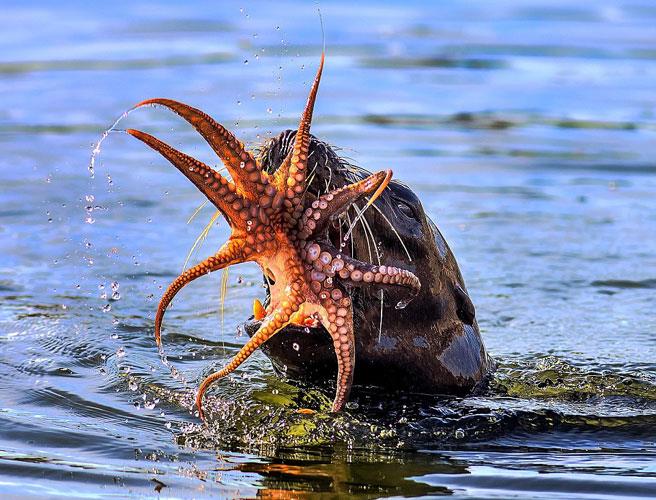 ABD'nin Kaliforniya eyaletinde bulunan Huntington Sahili'nde a bir fok balnn gzn diktii ahtapotu avlama an kameralara ite byle yansd...