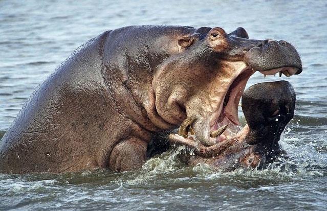 Yaa birbirlerinden farkl olan bu iki suaygr arasndaki kavgann sonucuna aracaksnz...