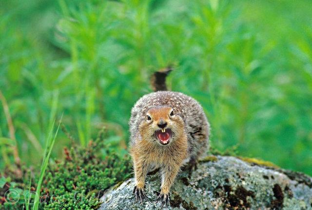 Mee palamutlar, ceviz, badem, fndk, tomurcuklar, mantarlar, taze aa kabuklar, bcekler, salyangozlar gibi besinlerle beslenen sincaplar hakknda korkun gereklerse bitmek bilmiyor.
