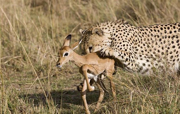 ngiliz ve Amerikal konuklaryla safari yaparken olay filme alan 31 yandaki Estiaan Houy, bunca yllk rehberlik hayatnda byle bir eye hi rastlamadn sylyor...