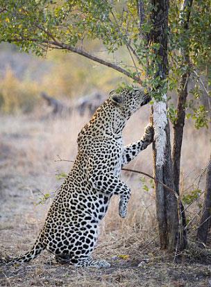 Gney Afrika'da a bir leopar, aaca asl olan l pitonu, dakikalar iinde midesine indirdi...