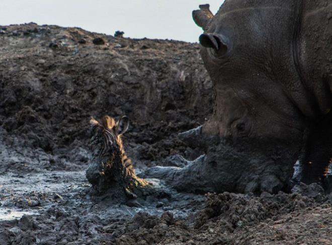 Vahi yaam fotorafs Roel van Muiden tarafndan Gney Afrika'da ekilen bu kareler grenlerin yreklerini burktu...