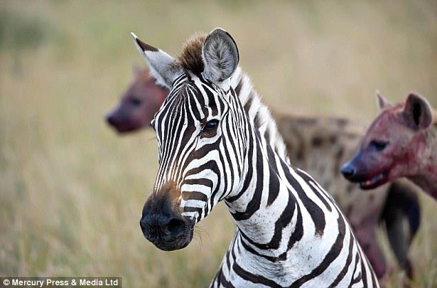 Bu olayn 20 dakika srdn syleyen vahi dopa fotorafs Marc Mol, "Grdm en etkileyci olaylardan biriydi" dedi.