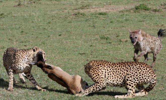 talarn yakalad yavru antilobun son anlarn yaad dnlrken beklenmedik bir ey oldu.