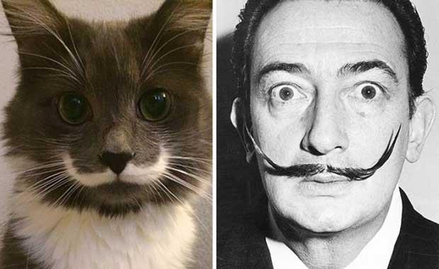 Kedi Salvador Dali gibi grnyor