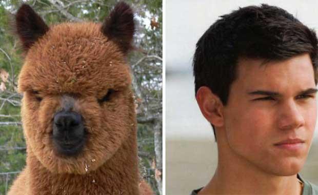 Alpaka ve Taylor Lautner