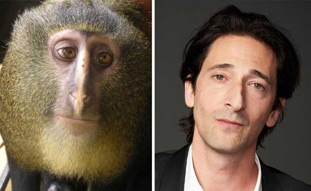 Maymun Adrien Brody gibi grnyor