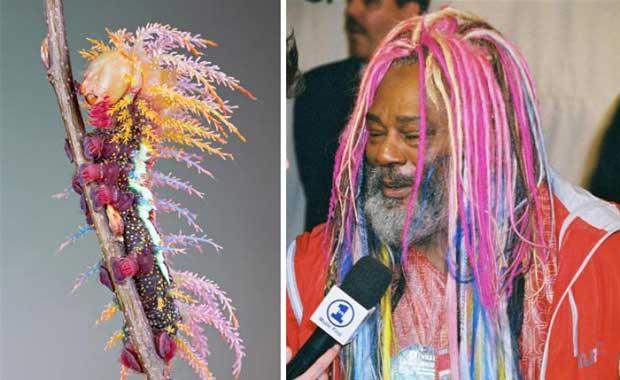 Gve George Clinton gibi grnyor