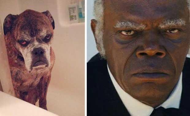 Bu Kpek Samuel L. Jackson gibi grnyor