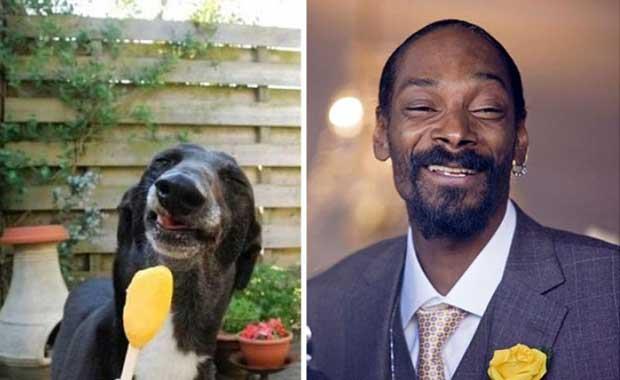 Bu kpek Snoop Dog gibi grnyor