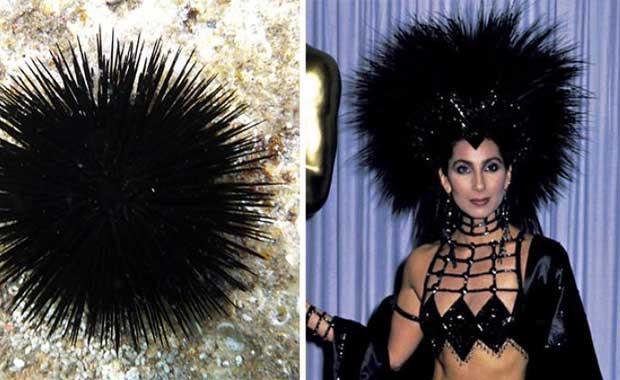 Deniz Kestanesi Cher gibi grnyor