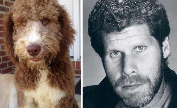 Bu Kpek Ron Perlman gibi grnyor