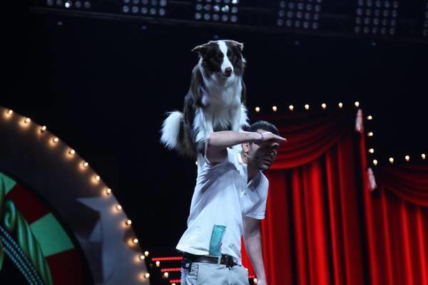 Yetenek Sizsiniz Trkiye 3. Sezon: Ali Yeilrmak ve Max <br> Profesyonel olarak yarmadan nce yapt kpek eitmenliine kald yerden devam eden Ali Yeilrmak'n hayatnda byk bir deiiklik olmad. Max de bir film ve bir de dizide rol almak dnda byk bir deiiklik yaamad.