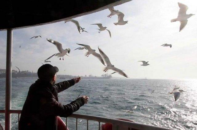 Martlara yem verirken...