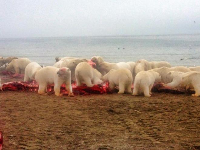 Bu grnty grenler gen kzn hala hayatta olduu iin ok ansl yorumlarn yapt.