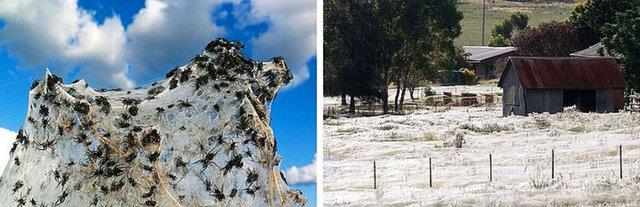 7. Srreal rmcek alar: Avustralya'nn Wagga Wagga blgesinde sel sularndan kaan binlerce rmcek ok byk bir alan alarla kaplamaktadr.