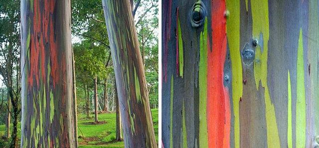 28. Gkkua Okalipts: D kabuunda farkl zamanlarda ortaya kan mavi, mor, turuncu ve kavunii tonlaryla gkkuana benzetilen bir aa trdr.