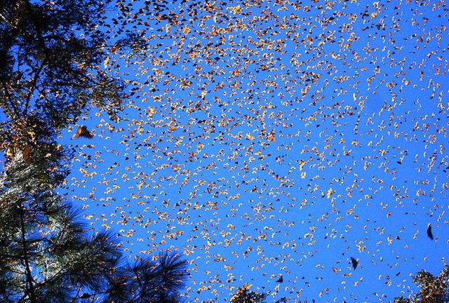 6. Kral kelebei g: Yl boyunca Kuzey Amerika, Meksika ve Kanada arasnda srekli g halindelerdir.