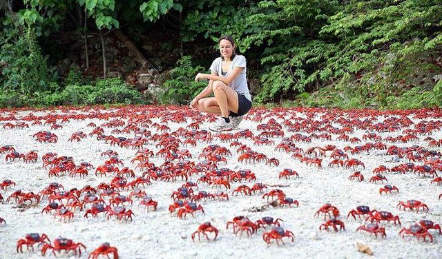 5. Christmas Adas yenge akn: Her yl 43 milyondan fazla krmz yenge iftlemek ve yumurtalarn okyanusa brakmak iin kovuklarndan kp adada dolayorlar.