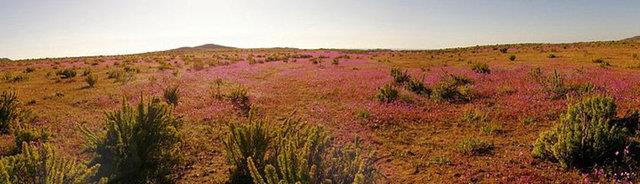 17. iek aan l, Atacama, ili: Ylda ortalama 12 mm ya alan bu le ar ya dt yllarda oluan grnt.