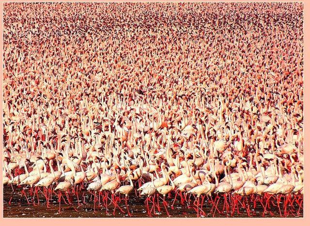 Ar metal zehirlenmesinden dolay flamingo nfusu hzla azalyor