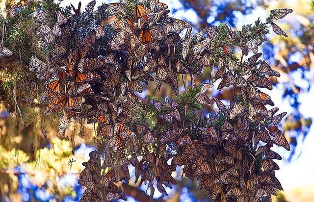 Bir dngnn tamamlanmas srasnda 4 nesil geer. Yani belirli blgelerde yetikinler lr ve ge yeni yavrular devam eder.
