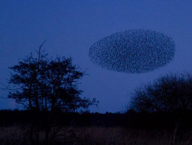 12. Kara Gne: ngiltere'de k aylarnda yaanan bu olay saylar 50.000'i bulan dev srck srlerinin gn batmndan hemen nce ortaya kmas ile oluur.