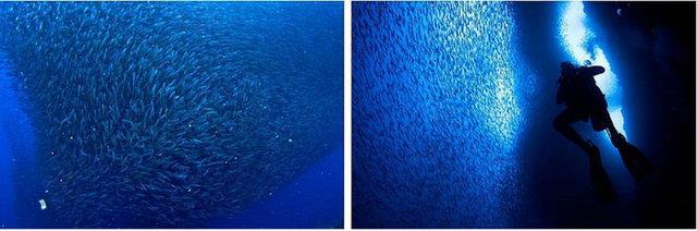 13. Sardalya g: Saylar milyonlar bulan srlerin mays ve temmuz aylar arasnda Gney Afrika sahillerinin kuzeyine gitmeleriyle oluur. Bu beslenme lgnl birok hayvan buraya eker.