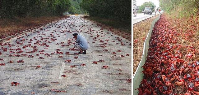 En az 1 hafta sren bu doa olay boyunca adada tm yollar trafie kapatlyor.