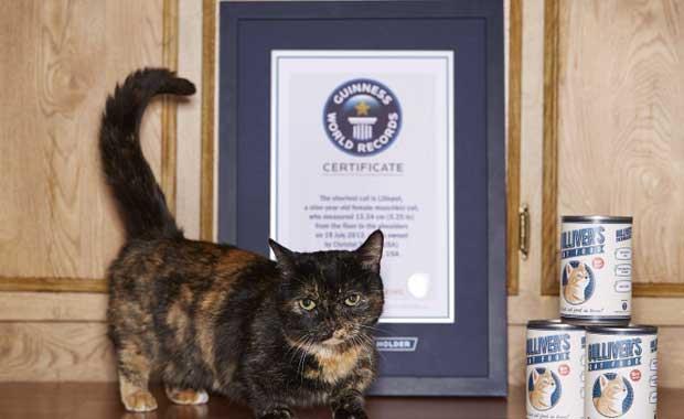 Dnyann en ksa kedisi Lilleput (13cm)