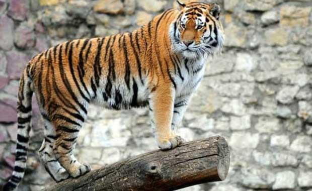 Kaplanlarn bacaklar o kadar gldr ki, ldklerinde bile bir sre ayakta kalrlar. Kedigillerin en byklerinden olan kaplanlarn 550 kiloya kadar kanlar da mevcut.