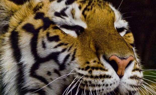 Kaplanlar yaamlarnn ilk haftasnda tamamen krdrler.