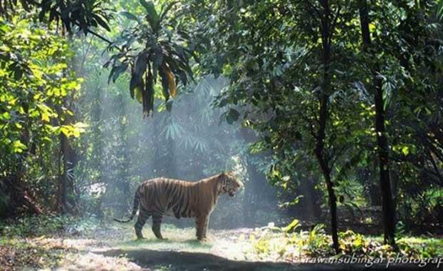 Kaplanlarn salyas mikroorganizmalarn oalmasn engelleyen antiseptik svdr.