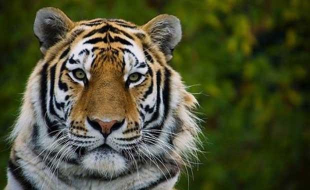 Ptrl dilleri neredeyse zmpara gibidir, et yerken etin ayrmasna yardmc olur.