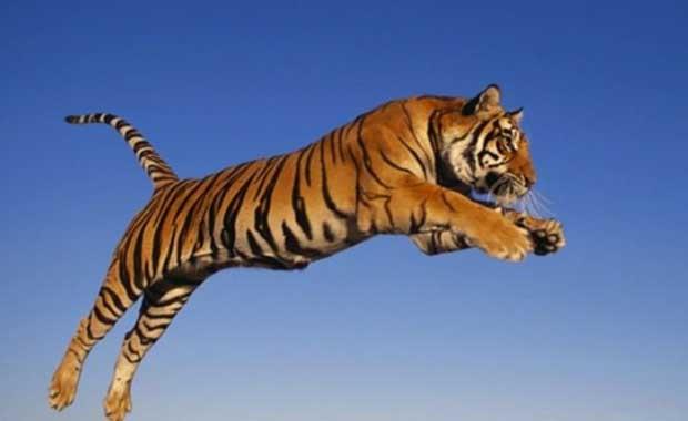 Kaplanlar 6 metrenin stnde ileriye zplayabilirler. Zpladklarnda 5 metre yksee kadar da kabilirler.