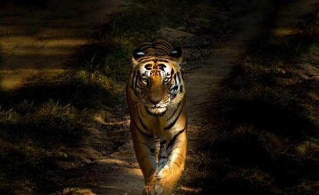 Kaplanlar yalnz yaayan hayvanlardr.