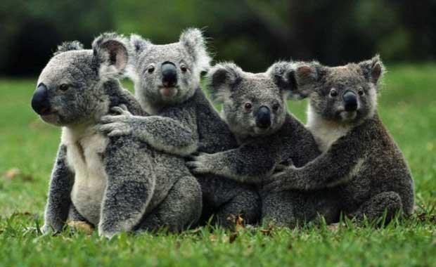 Koalalar esasen annelerinin kakasn yer