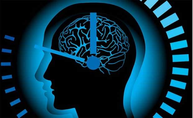 Sirkadiyen Ritimlerde aln  <br>  Beyin hcrelerimiz sirkadiyen ritimlerimizi kontrol eder. Bu ritimler de uyku dzenimizi, hormonal dngmz, duygularmz v enerji seviyemizi dzenler. Ritmin srekli dna ktmz zaman (rnein uluslararas uu yapan pilotlar) yorgunluk ba gsterir.<br>  Etkinlik biyolojik olarak tepe noktasna ulatmz saatlerde gerekli grevleri yerine getirmekte yatar diyor Dr. Steve Kay.    <br>  Gn iinde ulaacanz 3 tepe noktas: Analitik grevler iin sabah, Yaratc grevler iin le yemeinden sonra, Fiziksel grevler iin pleden sonra