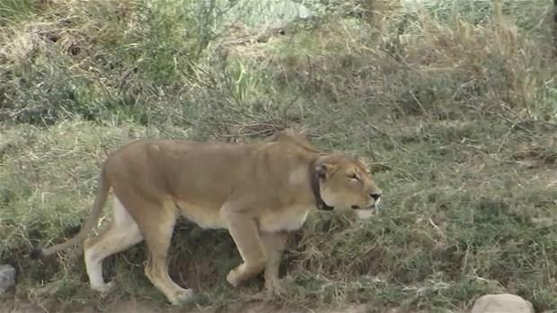 Vahi doada hayatta kalmak zor. Av ve avc konumundaki canllar arasndaki mcadelelerde zaman zaman insanolunu artan olaylar gerekleebiliyor...