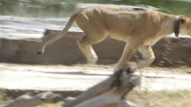 Zebra srsnn arasna dalan aslan, yakalad avyla uzun sre savatktan sonra beklenmedik bir olay gerekleti...