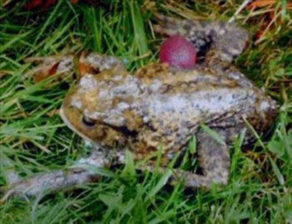 Bazi Afrika kabilelerinde pmek insan yeme tehdidi olarak alglanrd. nk pme eylemi insanlara, ylanlarn kurbanlarn yemeden nce yalamalarn hatrlatrlar.