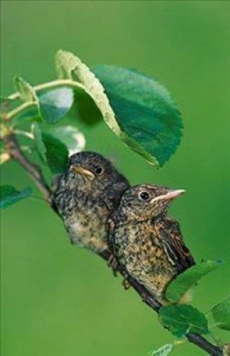 12. yzylda Avrupallar kular aalarn dourduuna inanyordu.