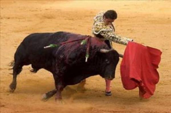 1897'de bir matador, bogayla bir bisiklete binerek gremek istedi. Bundan hi etkilenmeyen boga, adam bisikletiyle birlikte duvara frlatt.