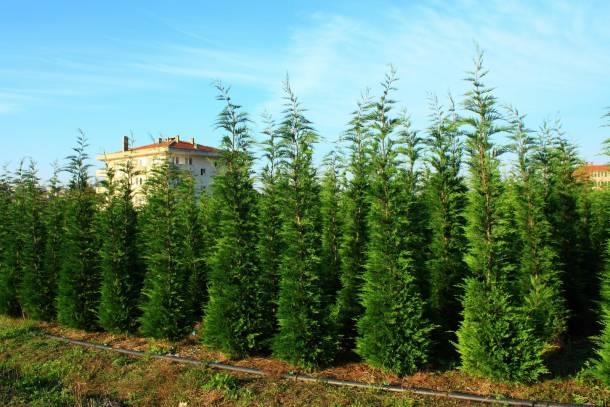 AM DEVRMEK, POT KIRMAK:<br> Bakalarn kzdracak, zecek, gereksiz, mnasebetsiz sz syleme anlamnda bir deyimdir. Zengin bir adamn, Gztepe Erenky taraflarnda, sekiz on dnm baheli, byk bir kk varm. Adam bu bahenin bir kesine bir bina daha yaptrmaya karar vermi. Eski binalar hep ahap yapld iin, gereken keresteyi tomruk halinde getirtmi ve inaat yaptraca yere istif ettirmi. Bu tomruklarn iinde am, grgen, mee ve ceviz aalar da bulunuyormu. Sayfiye mevsimi olmad iin Nianta"ndaki konanda oturan zengin adam bir sabah, kkne gitmi ve kkn saf bekisine emir vermi: -Bir hzarc bul, bahedeki aalarn arasndaki amlar bitir, tahta ve kalas yaptr demi. Saf uak da efendisinin emri zerine hzarclar bulmu. am tomruklar yerine, kkn bahesinde ne kadar kymetli am aac varsa kestirip devirmi. Bu aklsz uan ad, am deviren uak kalm.