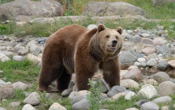 AVUCUNU YALA:<br> &#8216;Beklediin olmad; umduunu bulamadn&#8217; anlamnda kullanlan bir deyimdir. Bu deyim kn karl ve souk havalarda inine kapanarak tabanlarnn altn yalamak suretiyle karn doyurmaya uraan aylarn hareketinden alnmadr. nk aylar kn arasa da yiyecek bulamaz hareket edecek olsa da bouna enerji tketmi olur. Bunu iyi bilen aylar k uykusuna yatar. Ayan yalamakla yetinir yazn gelmesini bekler. Baka yapacak bir eyi yoktur.