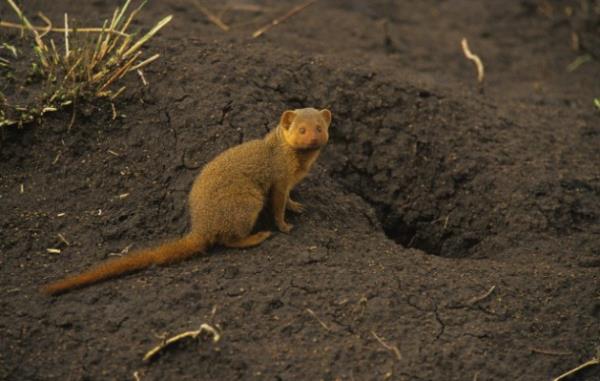 Kk kz Voirrey?nin sylediine gre ise Gef , kk bir fareye benziyormu. Ama bir fareden ok daha akllym .Voirrey bu yarat yanna alm ama ne olduu hibir zaman anlalamam. 2005 ylnda da lm.