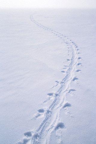 Geceyarsndan sabaha kadar bedeni grlmeyen bir ayakizi tm Devon ehrini gezmi ve ayak izlerini heryere brakm. Herkes bu ayak izlerinin sahibini merak etmi ancak kimse ne olduu belli olmayan bu eyi grmeyi baaramam. . Bazlar bu ayak izlerinin eytana ait olduuna inanlyor.